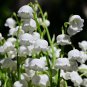 Heirloom White Lily of the Valley Convallaria majalis Perennial Flower - 50 Seed