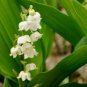 Heirloom White Lily of the Valley Convallaria majalis Perennial Flower - 50 Seed