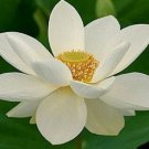 Heirloom White Nelumbo Nucifera - 1 Seeds