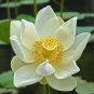 Heirloom White Nelumbo Nucifera - 1 Seeds