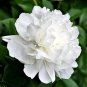 Heirloom White Peony Seeds for Oil - 5 Seeds