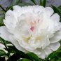 Heirloom White Peony Seeds for Oil - 5 Seeds