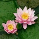 Heirloom White Pink Double Wrinkled Nelumbo Nucifera Lotus Flower - 1 Seeds Heirloom White Pink Double Wrinkled Nelumbo Nucifera Lotus Flower - 1 Seeds