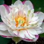 Heirloom White Pink Double Wrinkled Nelumbo Nucifera Lotus Flower - 1 Seeds