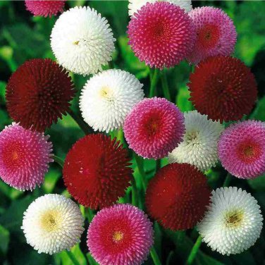 Heirloom White Red Bellis Perennis Daisy Perennial Flower - 30 Seeds