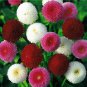 Heirloom White Red Bellis Perennis Daisy Perennial Flower - 30 Seeds
