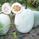 Heirloom White Wax Gourd Vegetables - 12 Seeds Heirloom White Wax Gourd Vegetables - 12 Seeds
