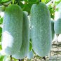 Heirloom White Wax Gourd Vegetables - 12 Seeds