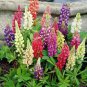 Heirloom Wild Lupine Flowers Mixed Pink White Yellow Red Purple Dark Red -b 20 S
