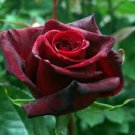 Heirloom Witch Brown Rose Plant Flowers - 20 Seeds