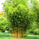 Heirloom 'Xigun' Thin Bonsai Bamboo - 30 Seeds