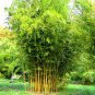 Heirloom 'Xigun' Thin Bonsai Bamboo - 30 Seeds