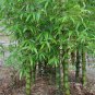 Heirloom 'Xigun' Thin Bonsai Bamboo - 30 Seeds