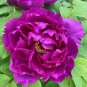 Heirloom 'Xin Shou' Light Purple Peony Plant Flower - 5 Seeds