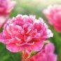 Heirloom 'Xuan li' Dark Red White Yellow Rose Red Mixed Peony Tree - 5 Seeds