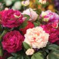 Heirloom 'Xuan li' Dark Red White Yellow Rose Red Mixed Peony Tree - 5 Seeds