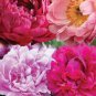 Heirloom 'Xuan li' Dark Red White Yellow Rose Red Mixed Peony Tree - 5 Seeds