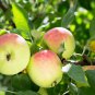 Heirloom Yellow Apple Fruit with Red Stripe Shrub Tree - 10 Seeds