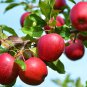 Heirloom Yellow Apple Fruit with Red Stripe Shrub Tree - 10 Seeds