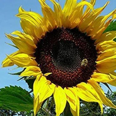 Heirloom Yellow Black Clusters of Middle Sunflower - 15 Seeds