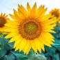 Heirloom Yellow Black Clusters of Middle Sunflower - 15 Seeds