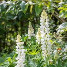 Heirloom Yellow Blue White Lupine Flowers  - 20 Seeds