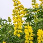 Heirloom Yellow Blue White Lupine Flowers  - 20 Seeds