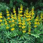 Heirloom Yellow Blue White Lupine Flowers  - 20 Seeds