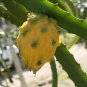 Heirloom Yellow Dragon Fruit Hybrid Pitaya - 50 Seeds