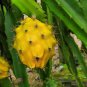 Heirloom Yellow Dragon Fruit Hybrid Pitaya - 50 Seeds