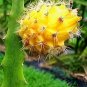 Heirloom Yellow Dragon Fruit Hybrid Pitaya - 50 Seeds