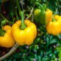 Heirloom Yellow Long Sweet Pepper Hybrid 'Huang La Meizi' - 20 Seeds