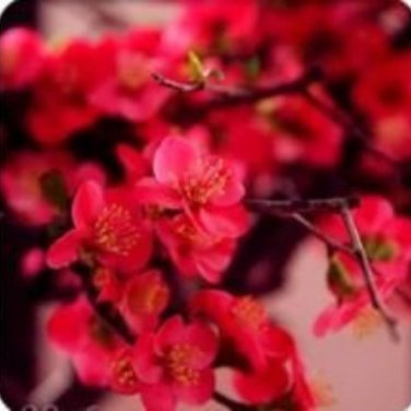 Heirloom Yellow Red Pink Wintersweet Calyx Canthus Winter Flower - 10 Seeds