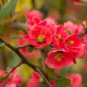 Heirloom Yellow Red Pink Wintersweet Calyx Canthus Winter Flower - 10 Seeds