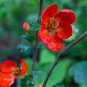 Heirloom Yellow Red Pink Wintersweet Calyx Canthus Winter Flower - 10 Seeds