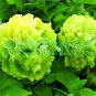 Heirloom 'Ying Ge Lv' Small Green Peony Shrub Bonsai Flower - 5 Seeds