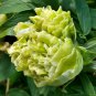 Heirloom 'Ying Ge Lv' Small Green Peony Shrub Bonsai Flower - 5 Seeds