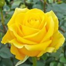 Heirloom Yunnan Yellow Rose Flower Perennial Shrub Plant - 50 Seeds