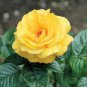 Heirloom Yunnan Yellow Rose Flower Perennial Shrub Plant - 50 Seeds
