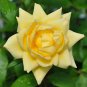 Heirloom Yunnan Yellow Rose Flower Perennial Shrub Plant - 50 Seeds