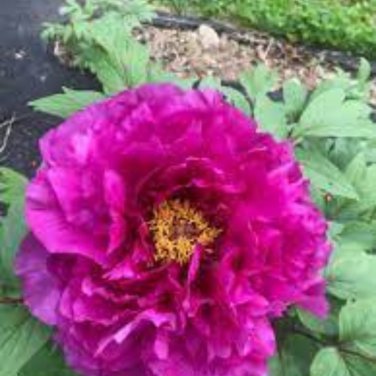 Heirloom 'Zi Die Ying Feng' Dark Purple with Black Spot Peony Flower - 5 Seeds