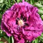 Heirloom 'Zi Die Ying Feng' Dark Purple with Black Spot Peony Flower - 5 Seeds