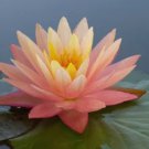 'Helena Rubinstein' Red Lotus Flower Water Lily Flower Aquatic Plants - 1 Seeds 'Helena Rubinstein' Red Lotus Flower Water Lily Flower Aquatic Plants - 1 Seeds