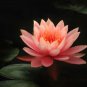 'Helena Rubinstein' Red Lotus Flower Water Lily Flower Aquatic Plants - 1 Seeds