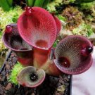 Heliamphora minor Seeds Carnivorous Plants - 100 Seeds Heliamphora minor Seeds Carnivorous Plants - 100 Seeds