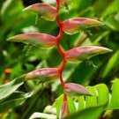 Heliconia Seed Perennial Angiosperm Plants - 200 Seeds