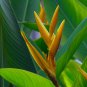 Heliconia Seed Perennial Angiosperm Plants - 200 Seeds