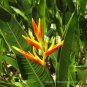 Heliconia Seed Perennial Angiosperm Plants - 200 Seeds