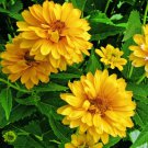 Heliopsis Helianthoides - 50 Seeds