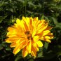 Heliopsis Helianthoides - 50 Seeds